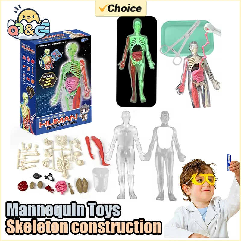 Modello didattico biologico di - Kids Education Music recensione e prezzo
