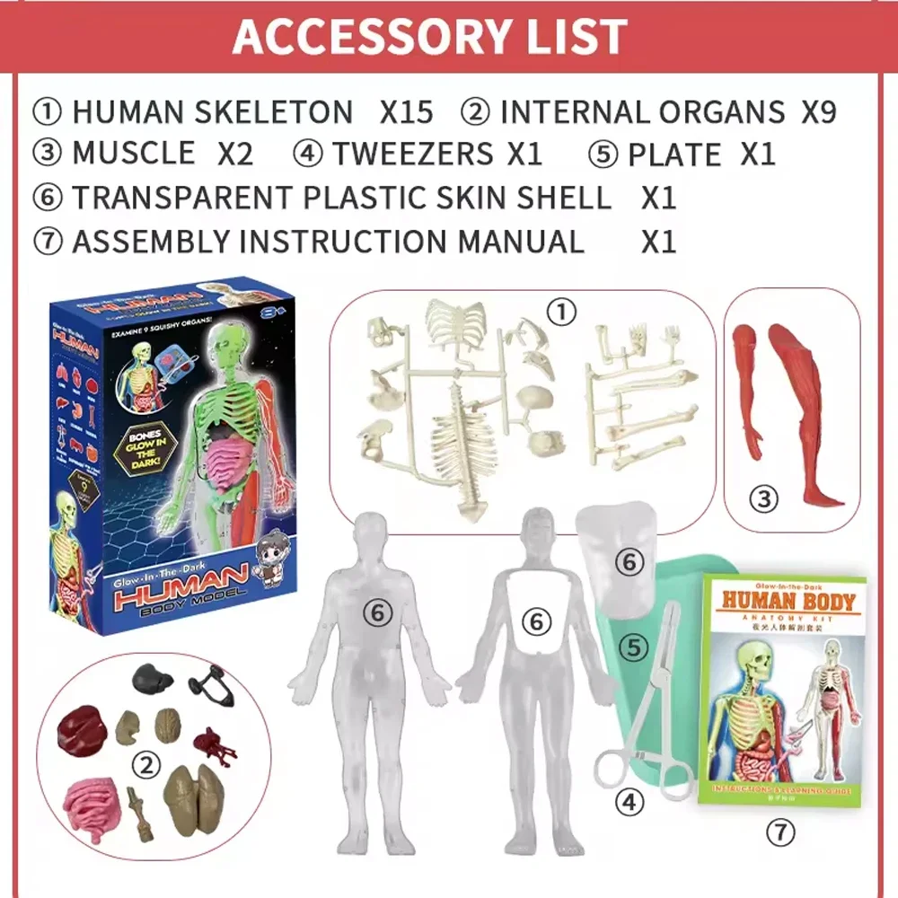 Modello didattico biologico di - Kids Education Music recensione e prezzo